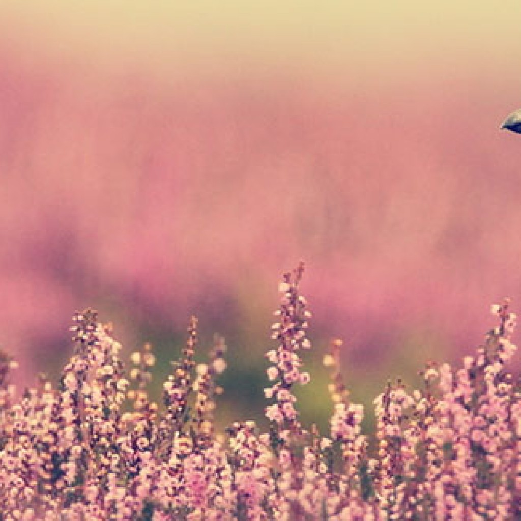 Blog---Glorious-12th
