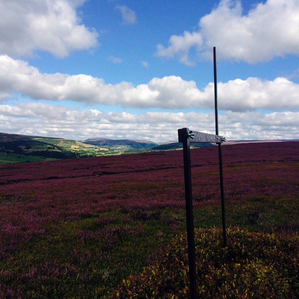 Blog---Grouse-York-Moors