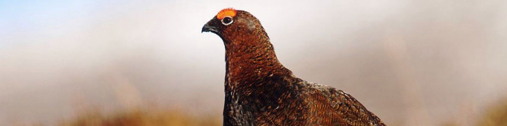 Countdown-to-the-UK-Grouse-Shooting-Season