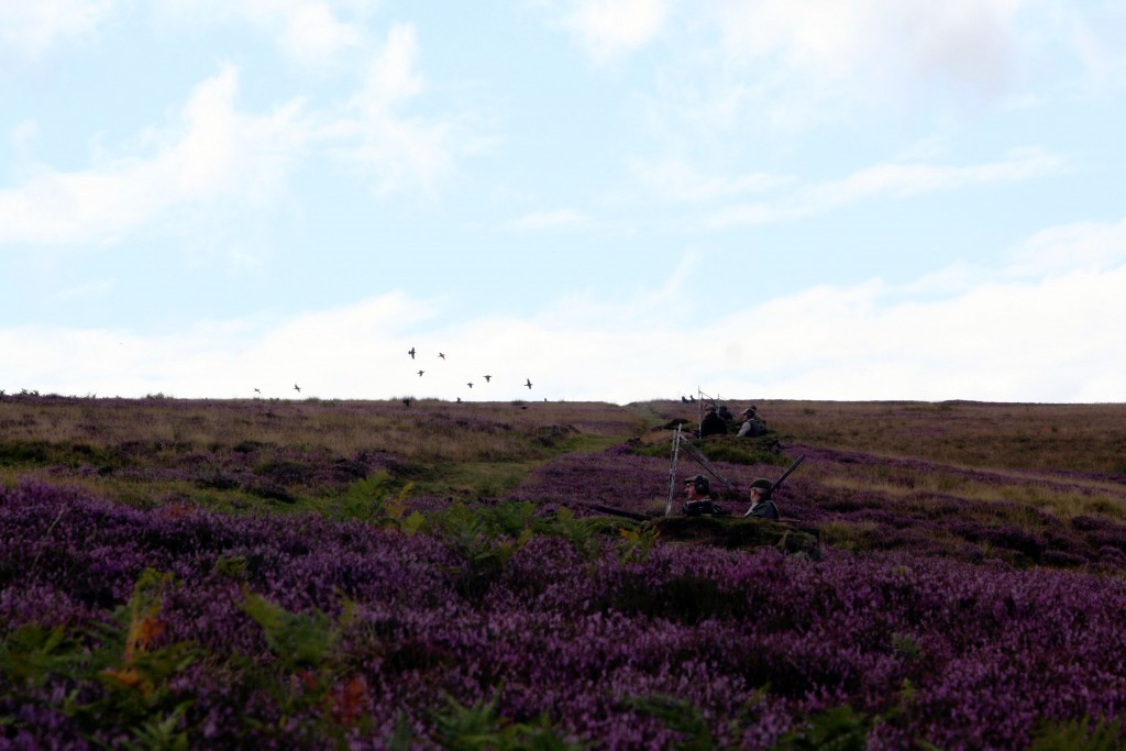 Grouse Moor