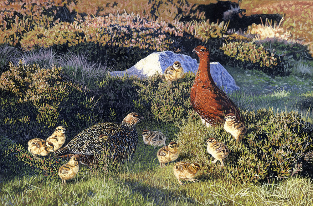 Jason-Lowes-Grouse-Brood