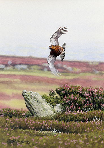 Jason-Lowes-Grouse-Over-Rock