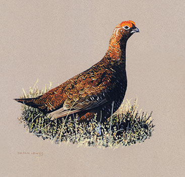 Jason-Lowes-Grouse-Study