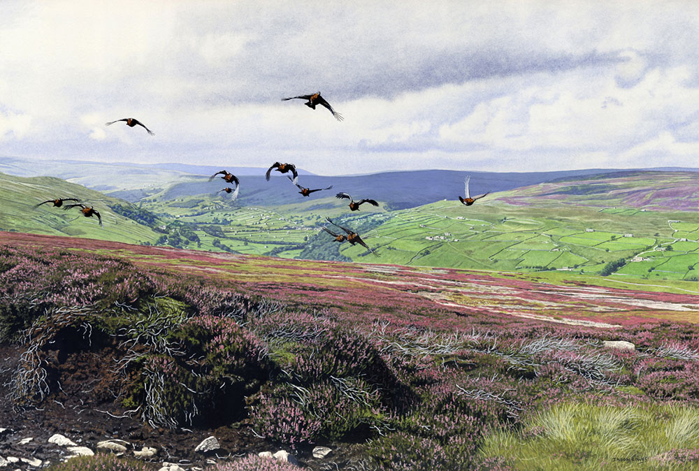 Jason-Lowes-Swaledale-Grouse