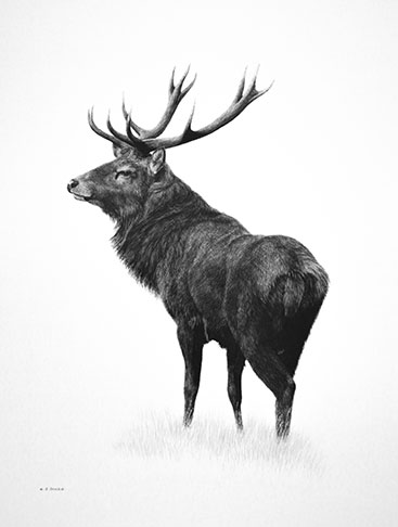 Keith-Sykes-Red-Stag