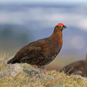 Glorious Grouse Run