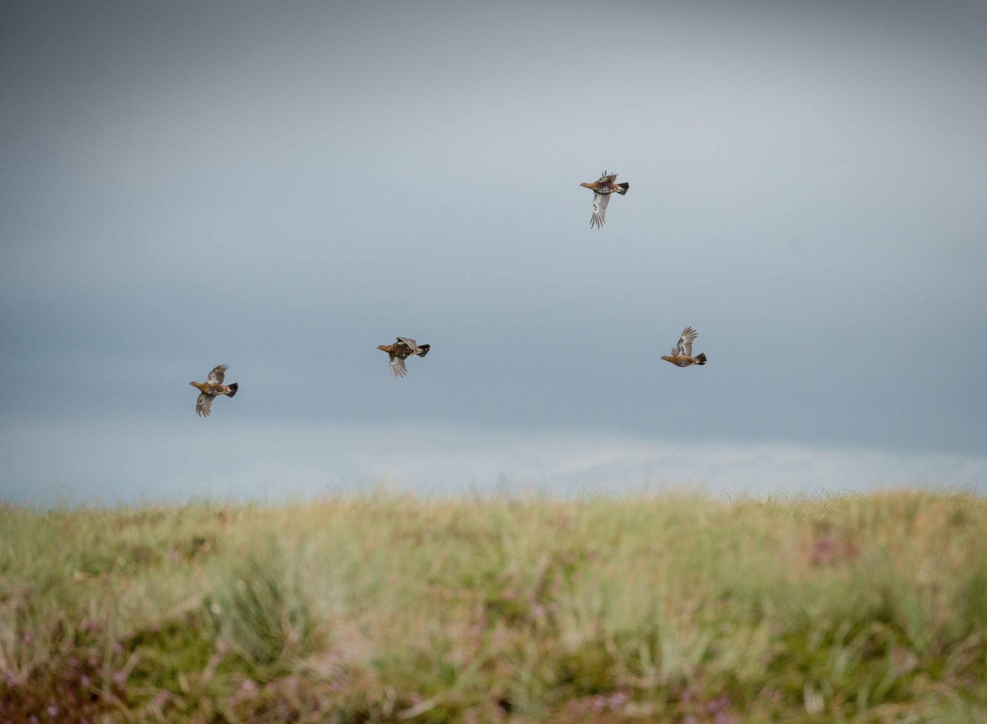 2017HJG Weardale Egglestone (10)