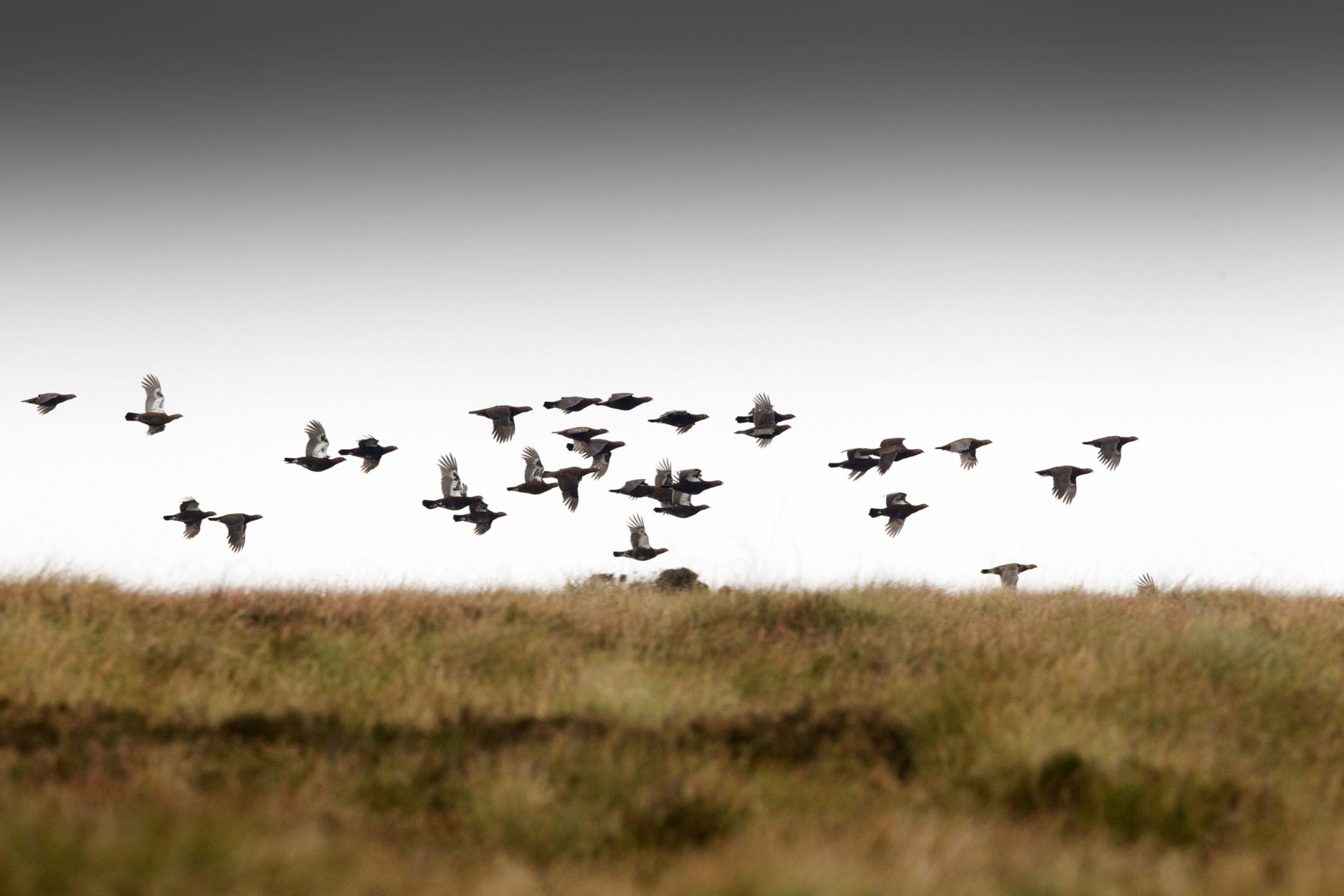 Grouse shooting images